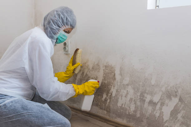 Best Industrial Mold Remediation  in Panora, IA