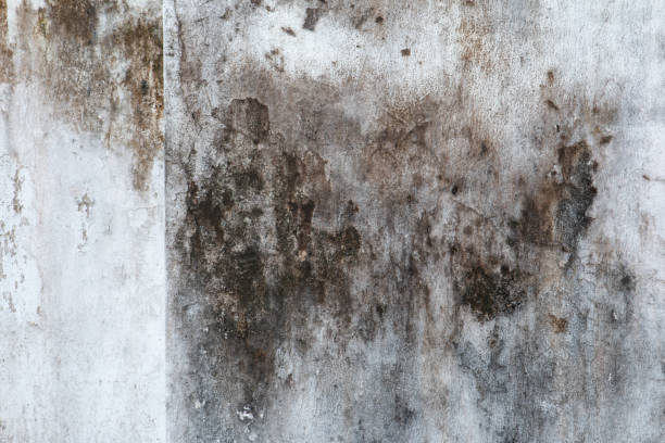 Best Mold Remediation for Healthcare Facilities  in Panora, IA