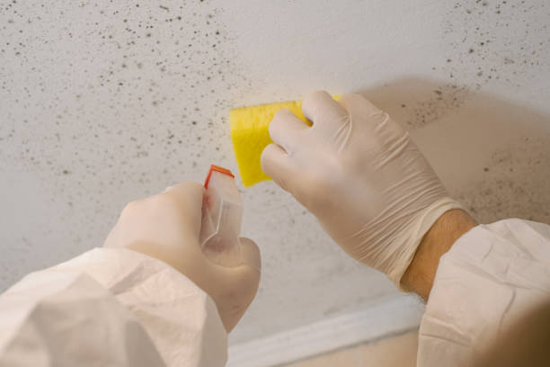 Best Real Estate Mold Inspection  in Panora, IA
