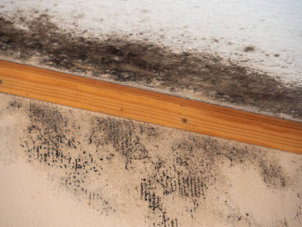 Best Crawl Space Mold Remediation  in Panora, IA