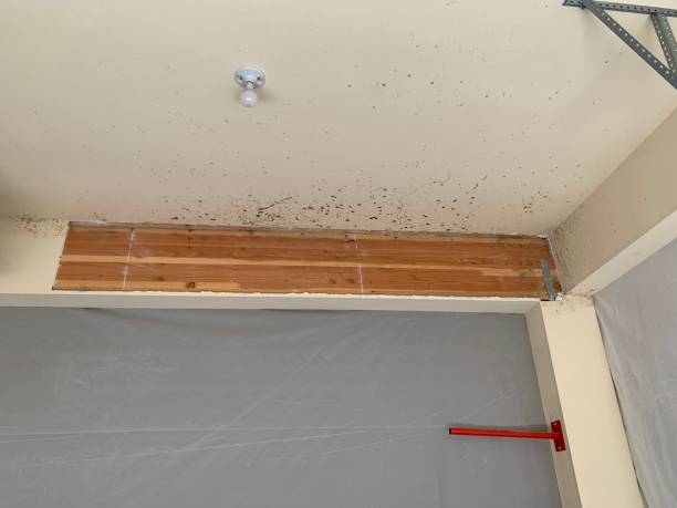 Best Forensic Mold Investigation  in Panora, IA