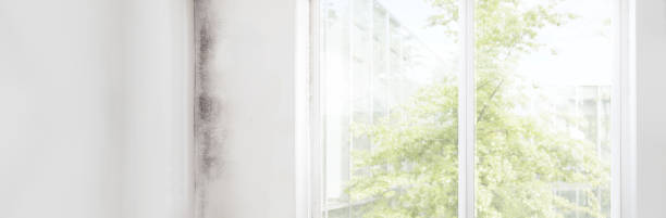 Best Residential Mold Inspection & Testing  in Panora, IA