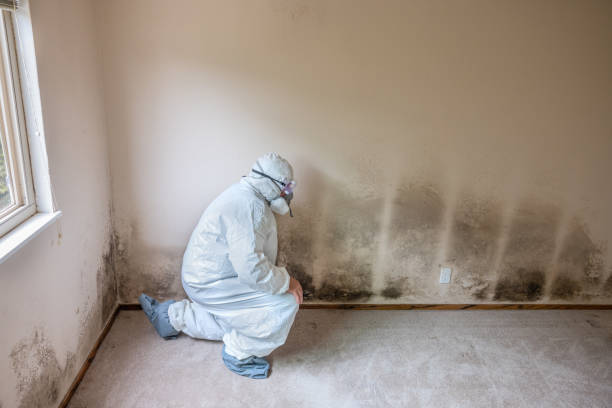 Best Emergency Mold Remediation  in Panora, IA