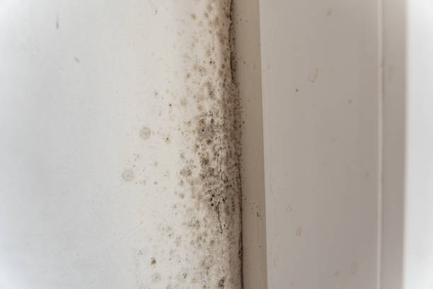 Mold Documentation for Insurance Claims in Panora, IA