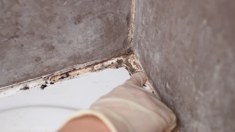 Best Air Quality Testing for Mold Spores  in Panora, IA